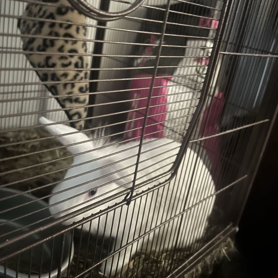 2 Bunnies