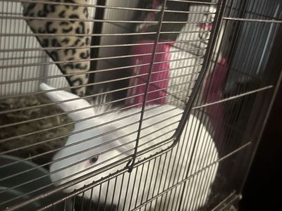 2 Bunnies