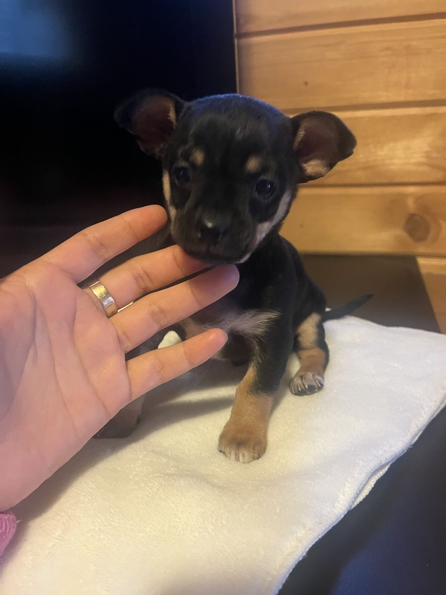 Miniature Chihuahua dachshund