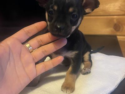 Miniature Chihuahua dachshund
