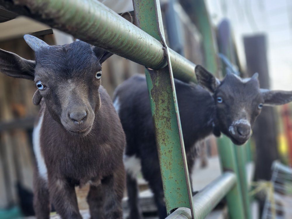 Nigerian Dwarf Goat Kids
