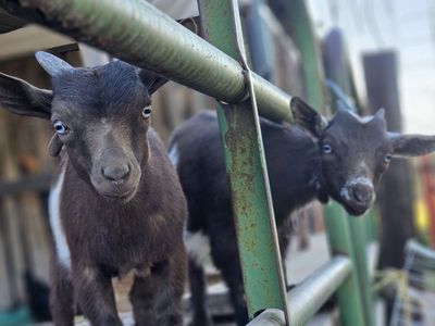 Nigerian Dwarf Goat Kids