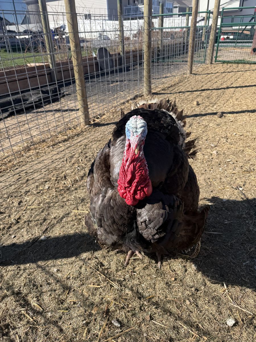 Breeding Pair Broad-Breasted Bronze Turkeys