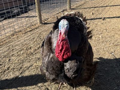 Breeding Pair Broad-Breasted Bronze Turkeys