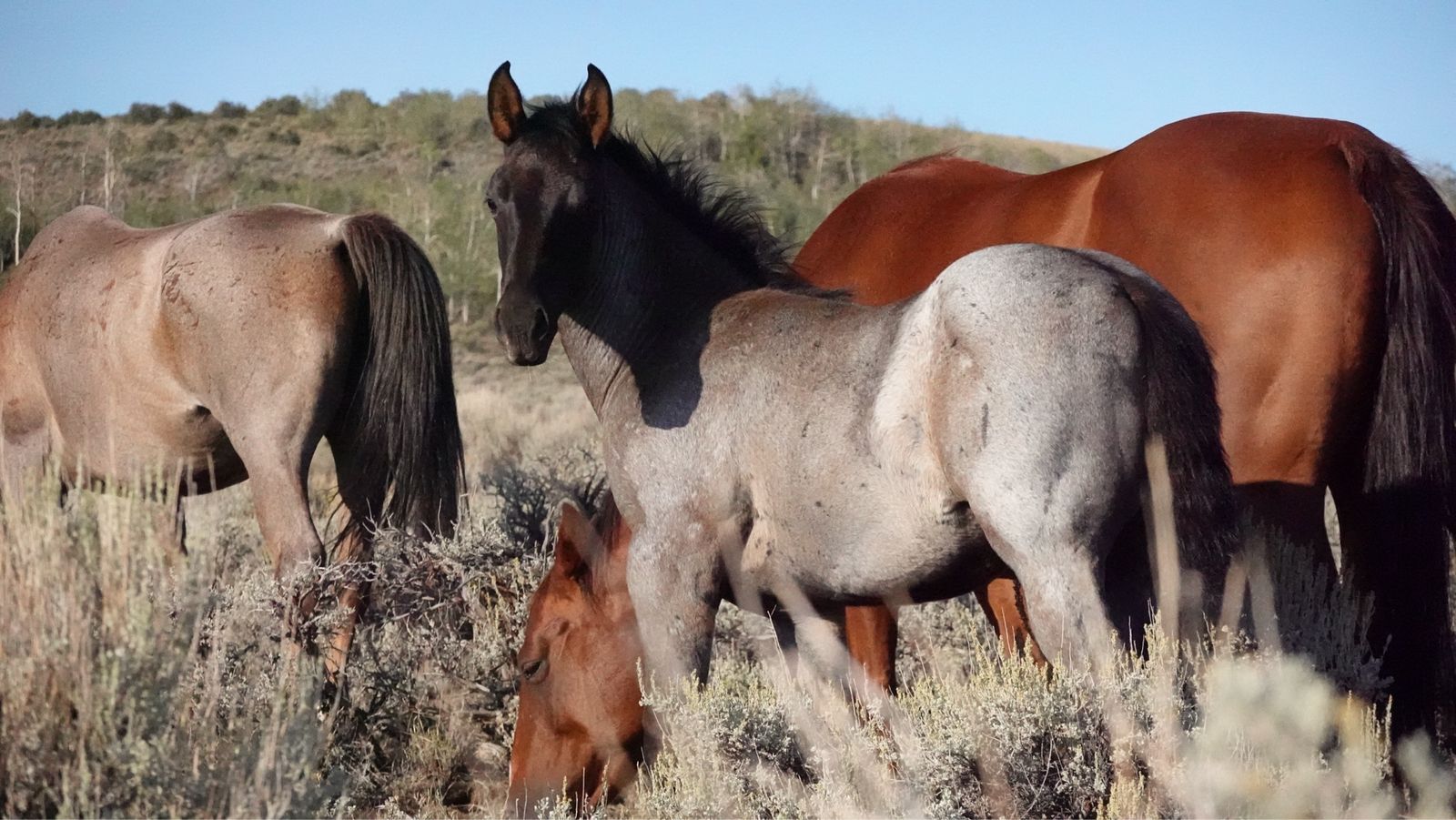 2026 Blue Roan AQHA Filly