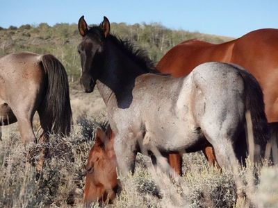 2026 Blue Roan AQHA Filly