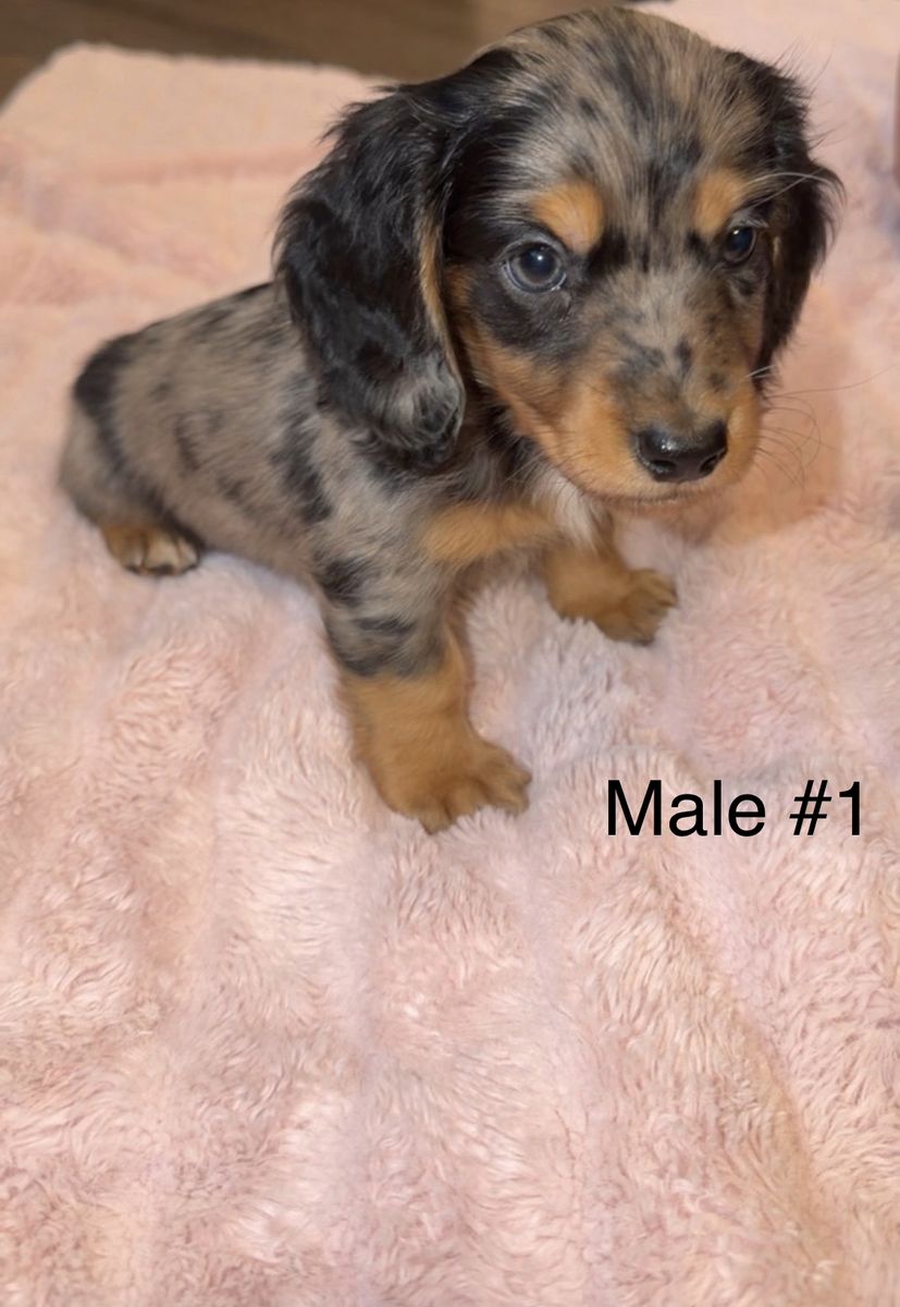 Longhaired Mini Dachshund