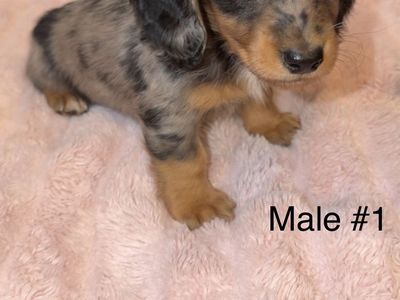 Longhaired Mini Dachshund