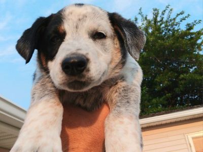 *LAST 2* Cutest Mini Aussie Mix Puppies. Aussie/ Border Collie/ Blue Heeler. All Vaccines Included. Will Deliver.