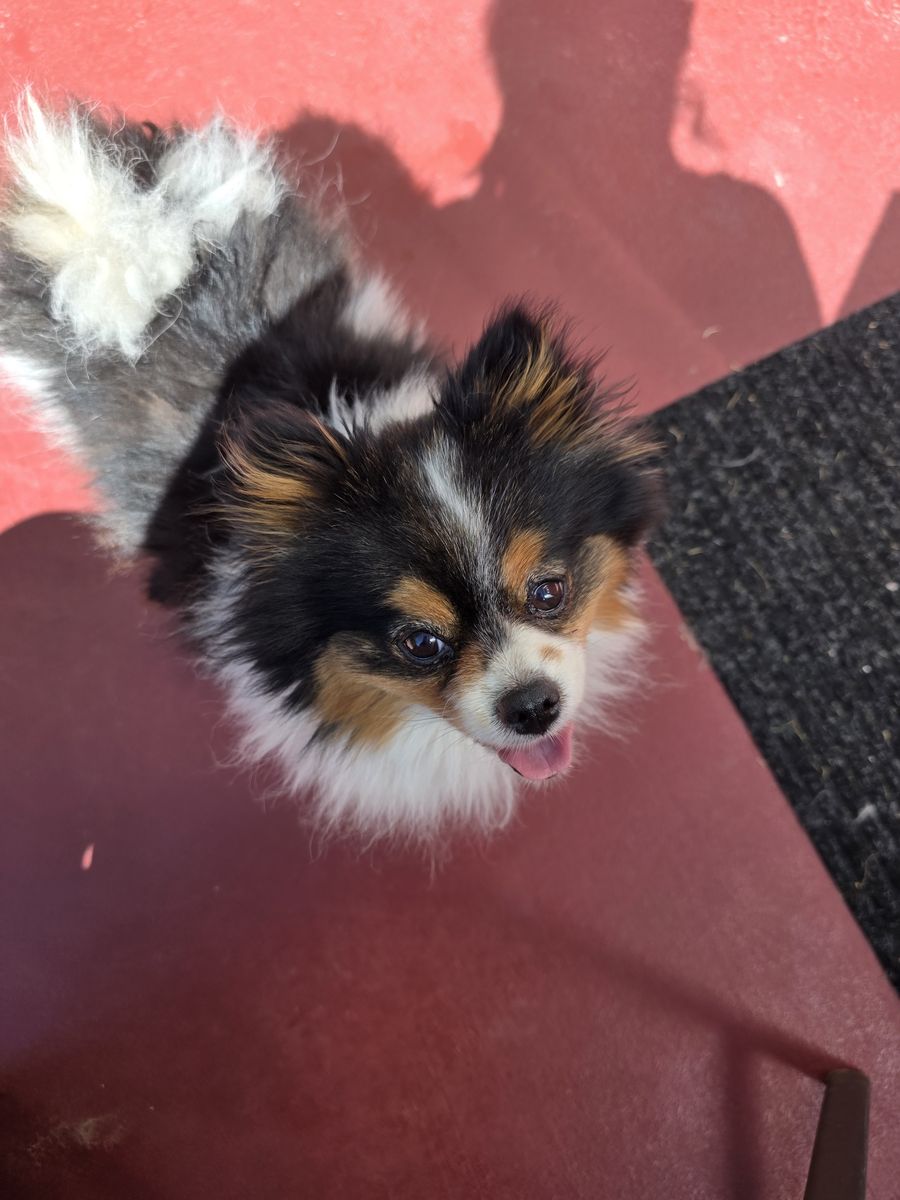 Jowanna the Pom