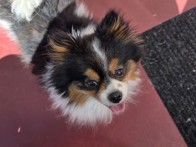 Jowanna the Pom