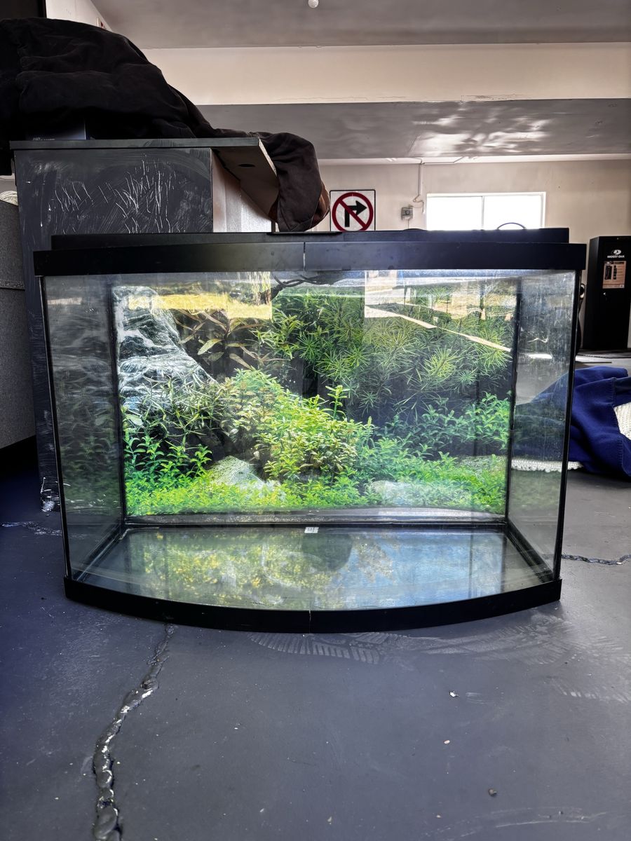 Fish tank 40 gallon