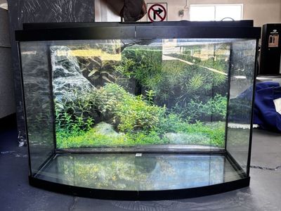 Fish tank 40 gallon