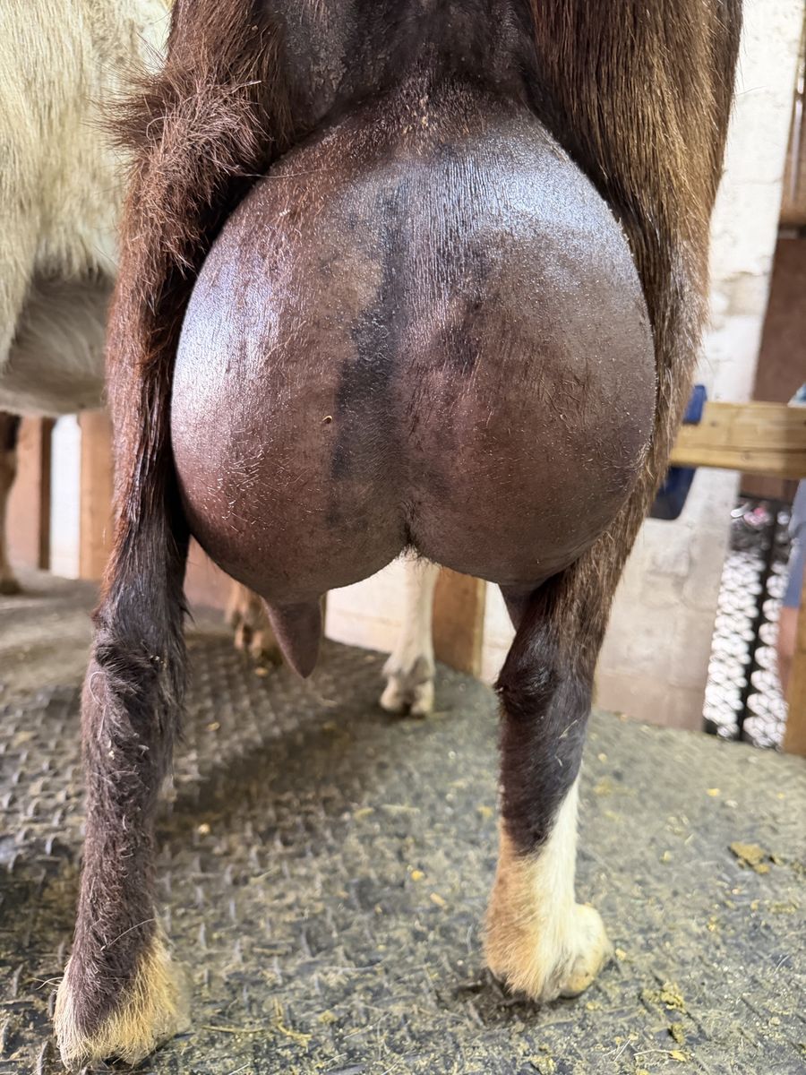 Adga Registred Purebred French Alpine