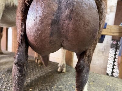 Adga Registred Purebred French Alpine