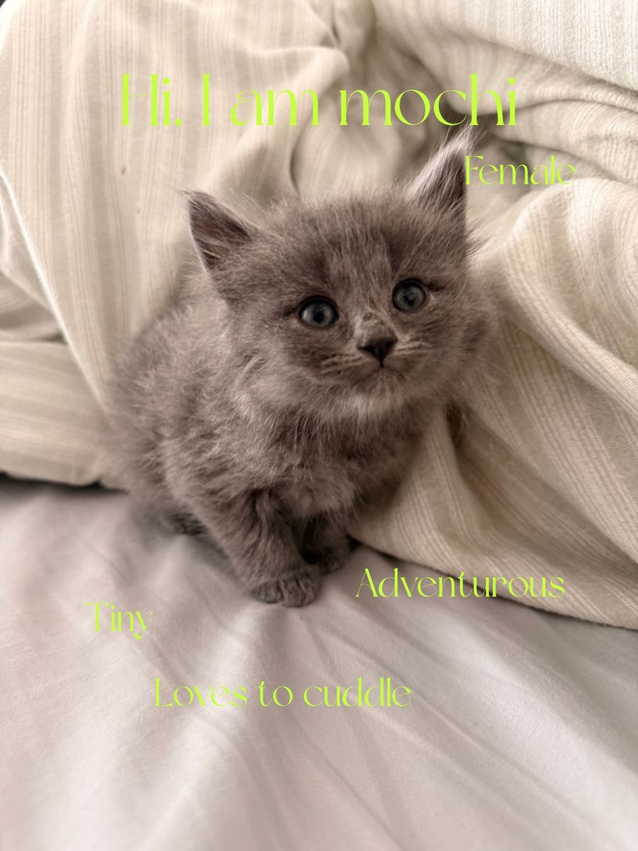 Long hair kitten