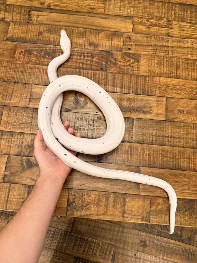 Female GC Cow Retic