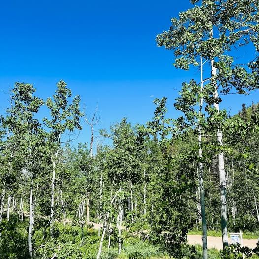 1 ACRE Tollgate Canyon Lot FOR SALE - Minutes from Park City