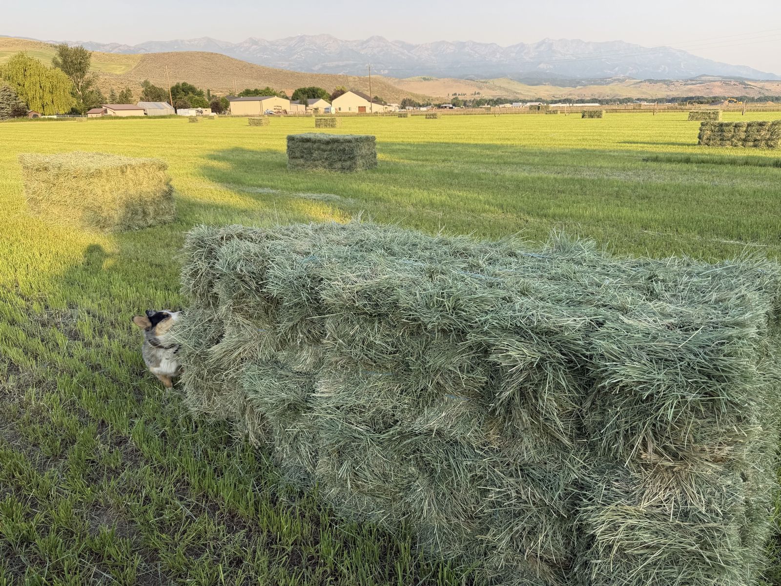Grass Hay - Small Bales in Bundles