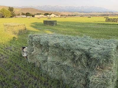 Grass Hay - Small Bales in Bundles