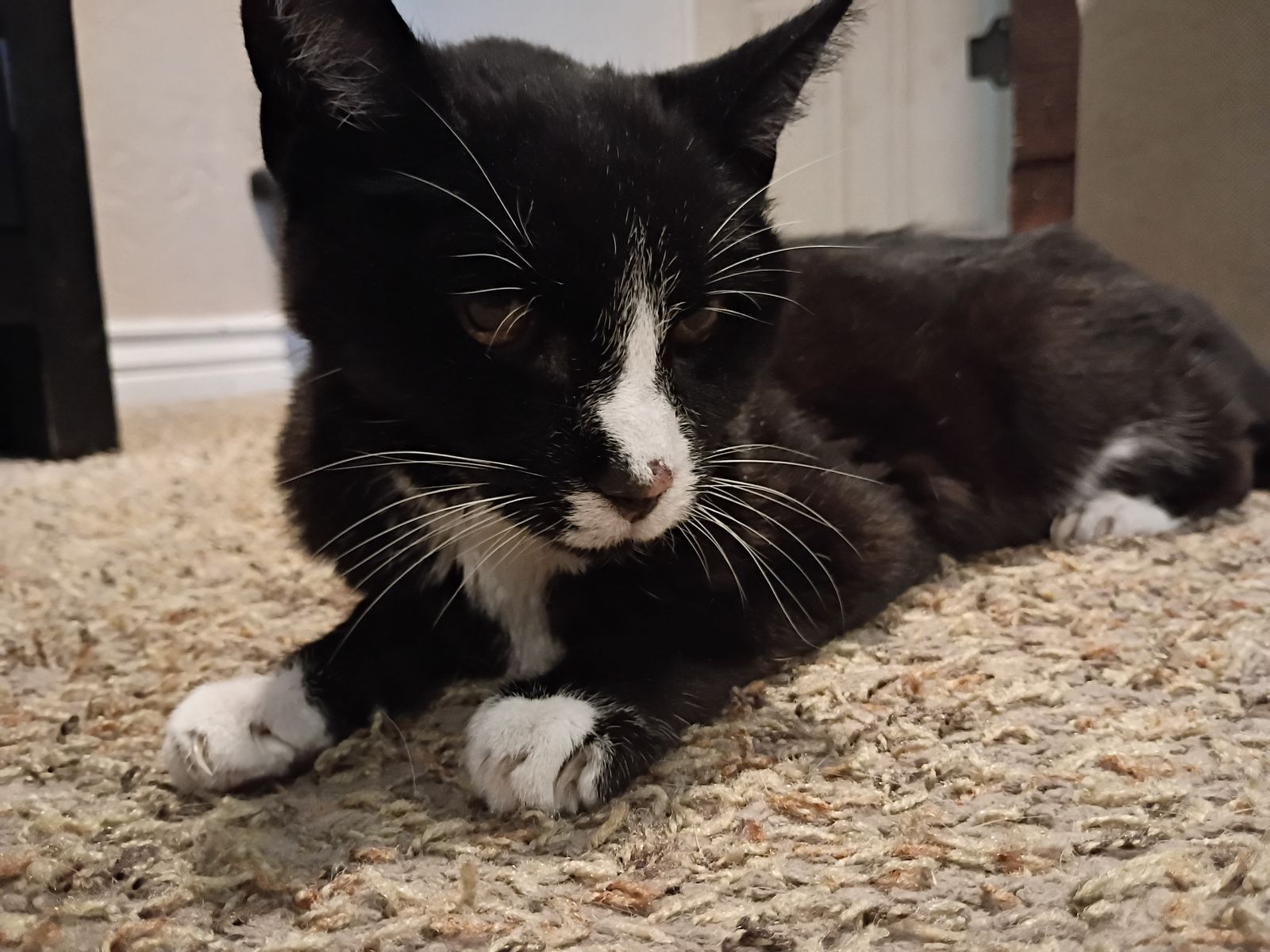 found cat in Kearns