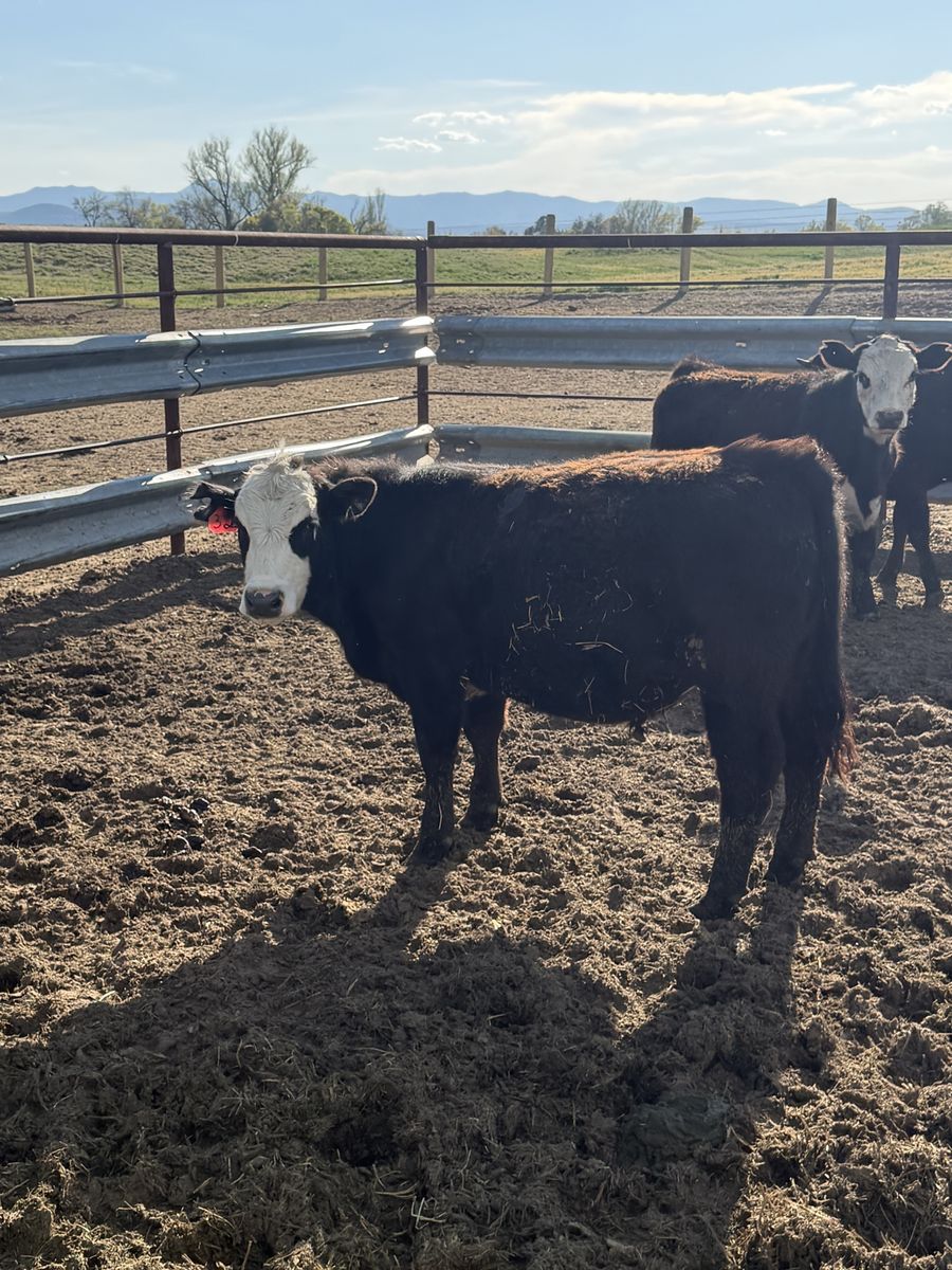 600 Pound Grass Steer