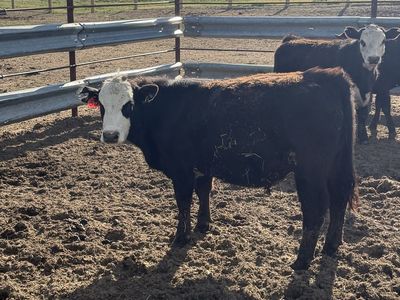 600 Pound Grass Steer