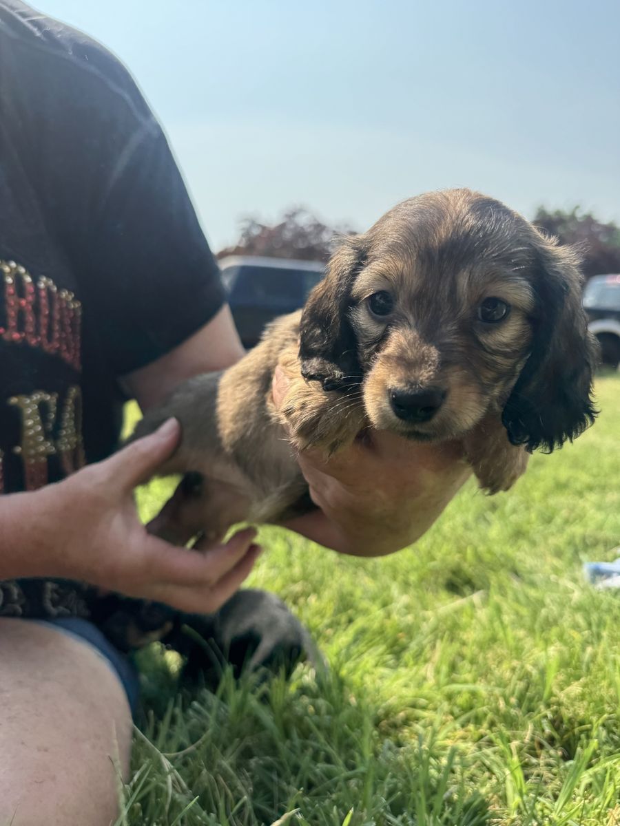 Dachshund Puppies - Various Colors