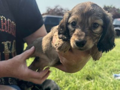 Dachshund Puppies - Various Colors