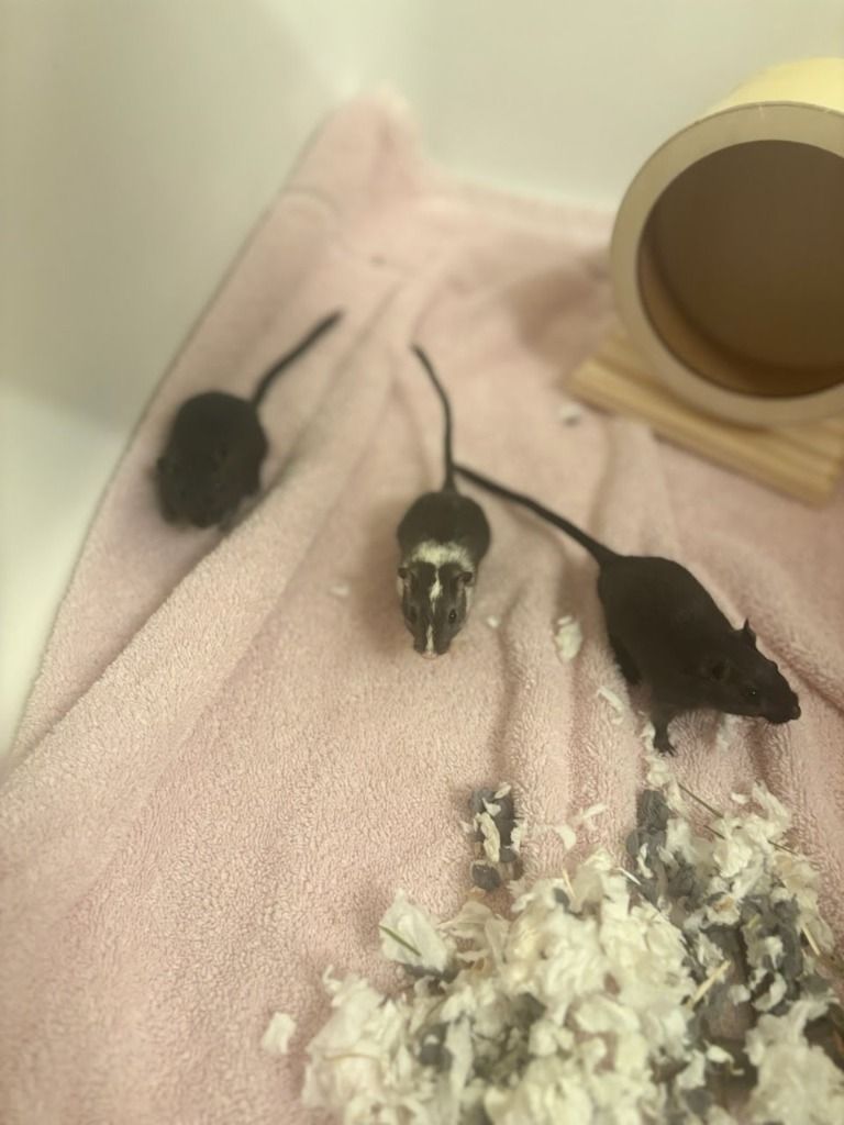 Gerbil Trio