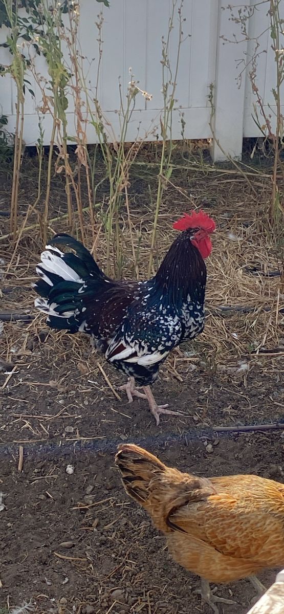 Beautiful Bantam Rooster - Black and White Speckled Frizzle