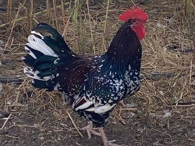 Beautiful Bantam Rooster - Black and White Speckled Frizzle
