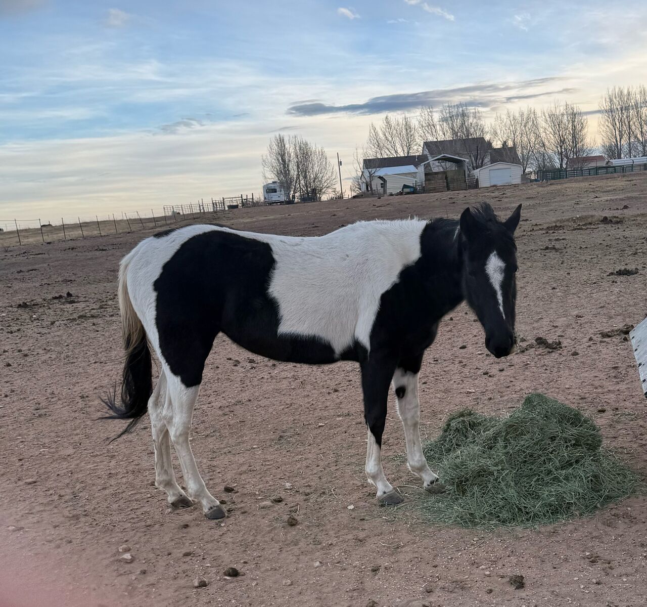 2023 Registered Paint Filly for Sale