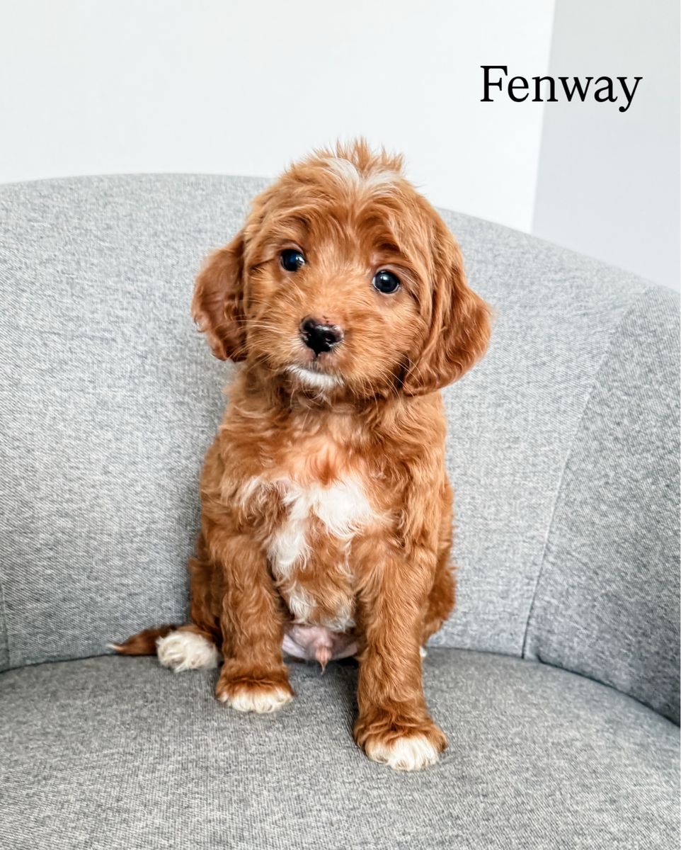 Petite Goldendoodles
