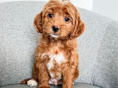 Petite Goldendoodles