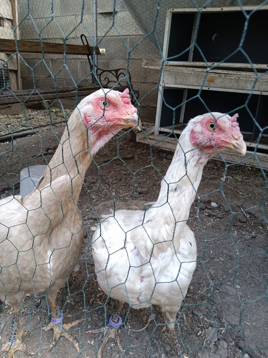Shamo hens