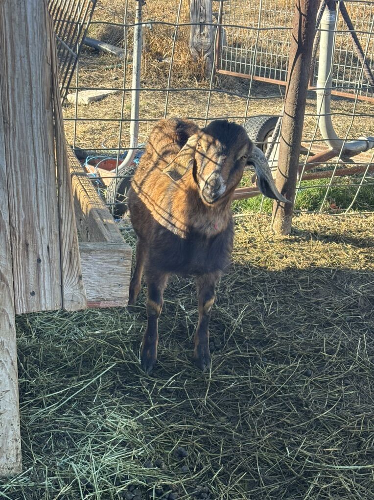 Purebred Mini Nubian Buckling