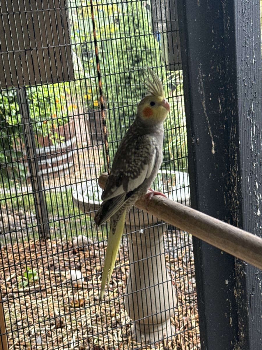 Cockatiel