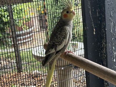 Cockatiel
