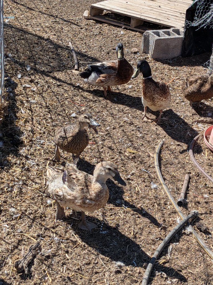 Free Ducks