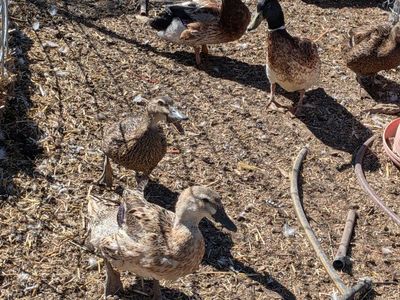 Free Ducks