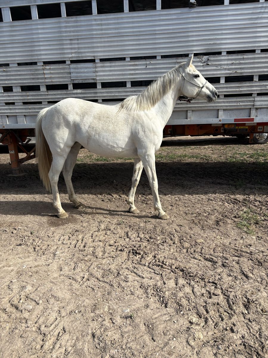 8 year old Thoroughbred Mare