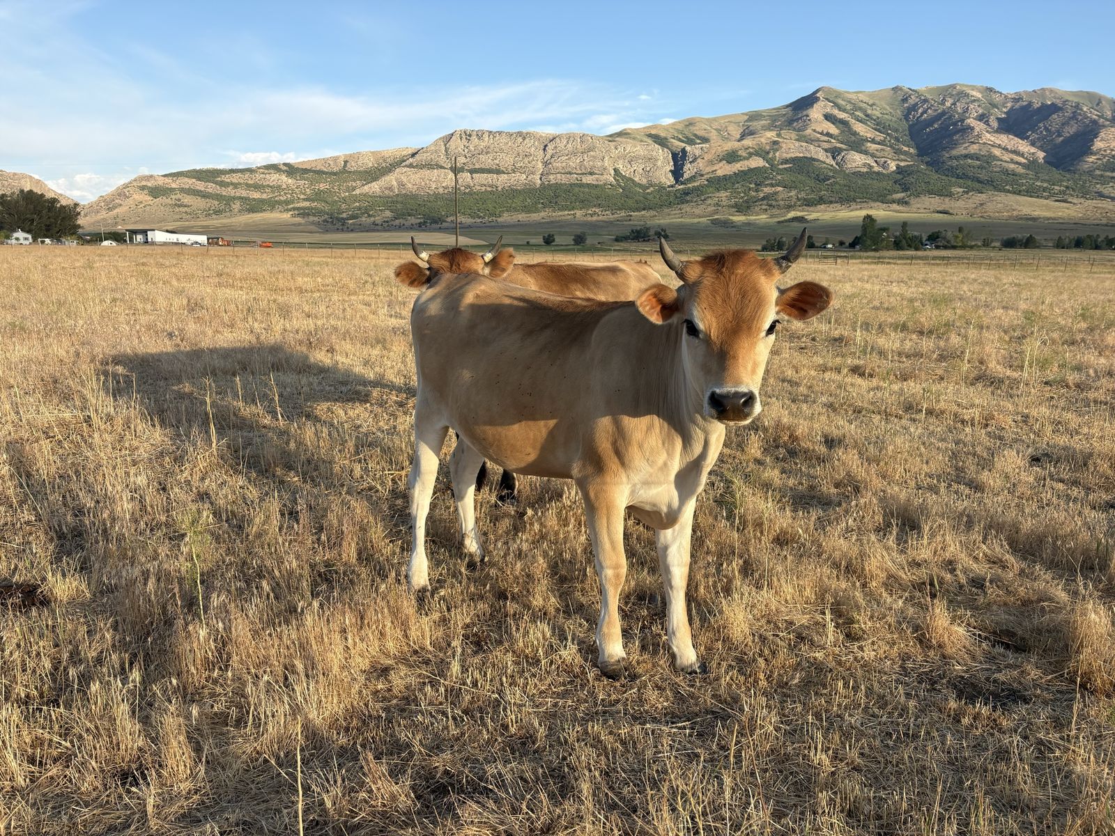 2 Year Old Purebred Jersey Open Heifer $2000/OBO