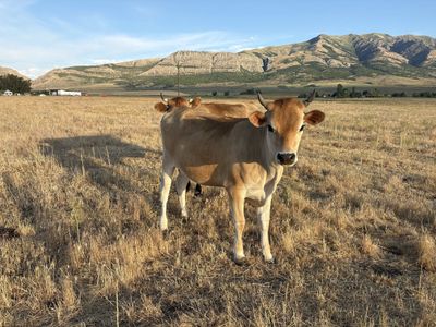 2 Year Old Purebred Jersey Open Heifer $2000/OBO