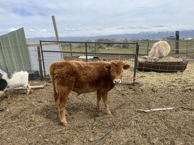 Bull Calf