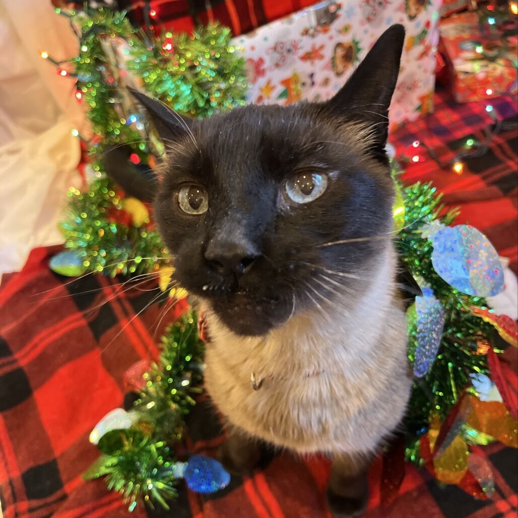 Hello my name is Simeon