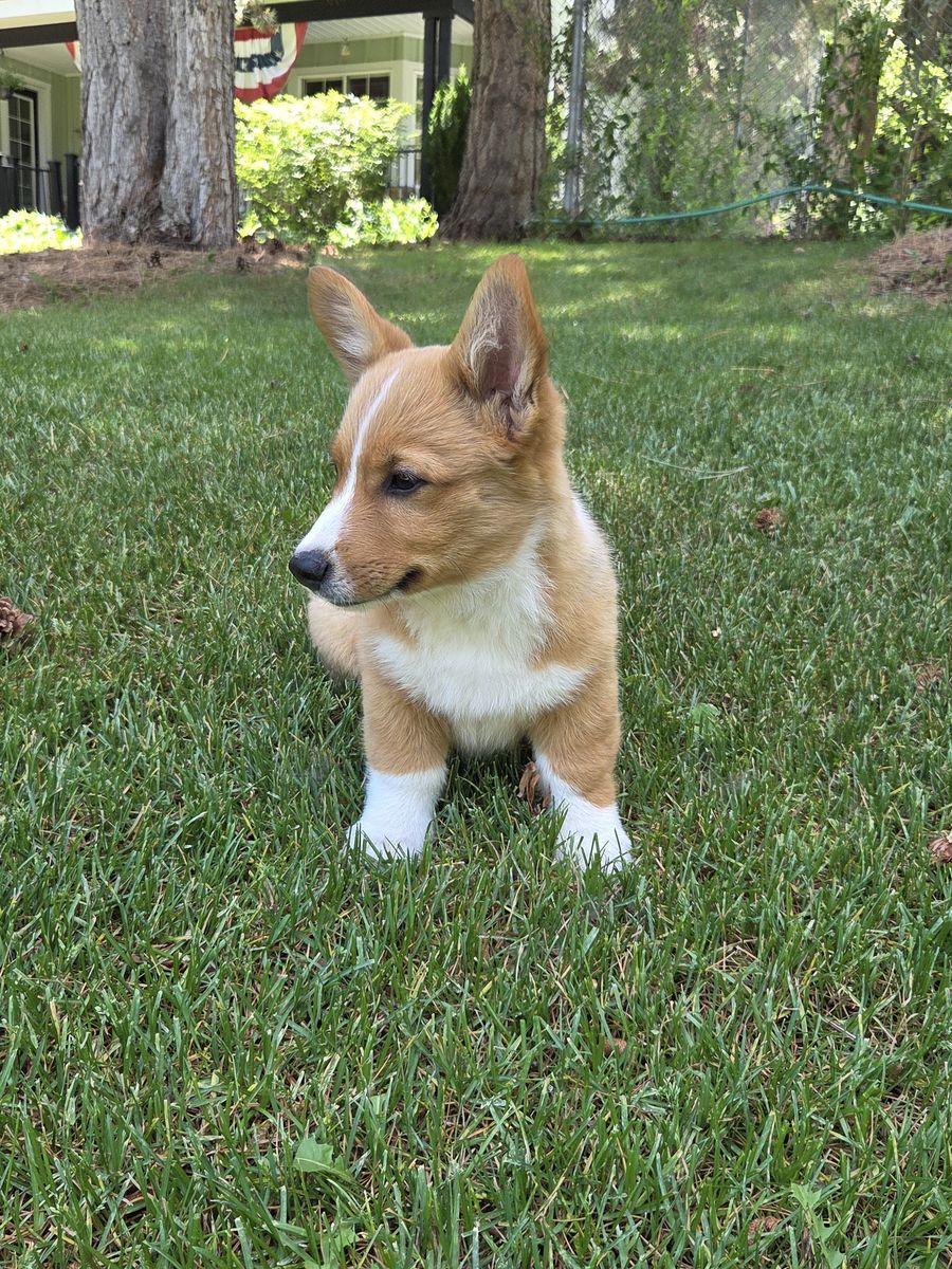 HALF OFF - Pure Pembroke Welsh Corgi Pup - AKC Registered.