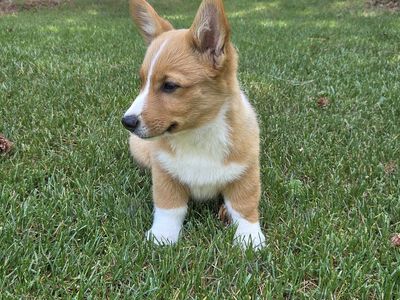 HALF OFF - Pure Pembroke Welsh Corgi Pup - AKC Registered.