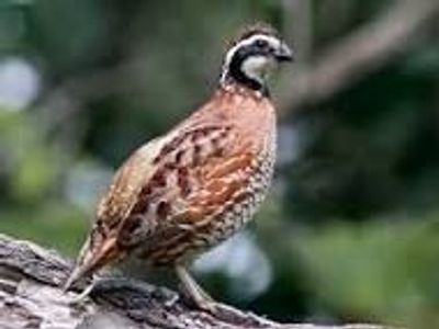 BOBWHITE QUAIL