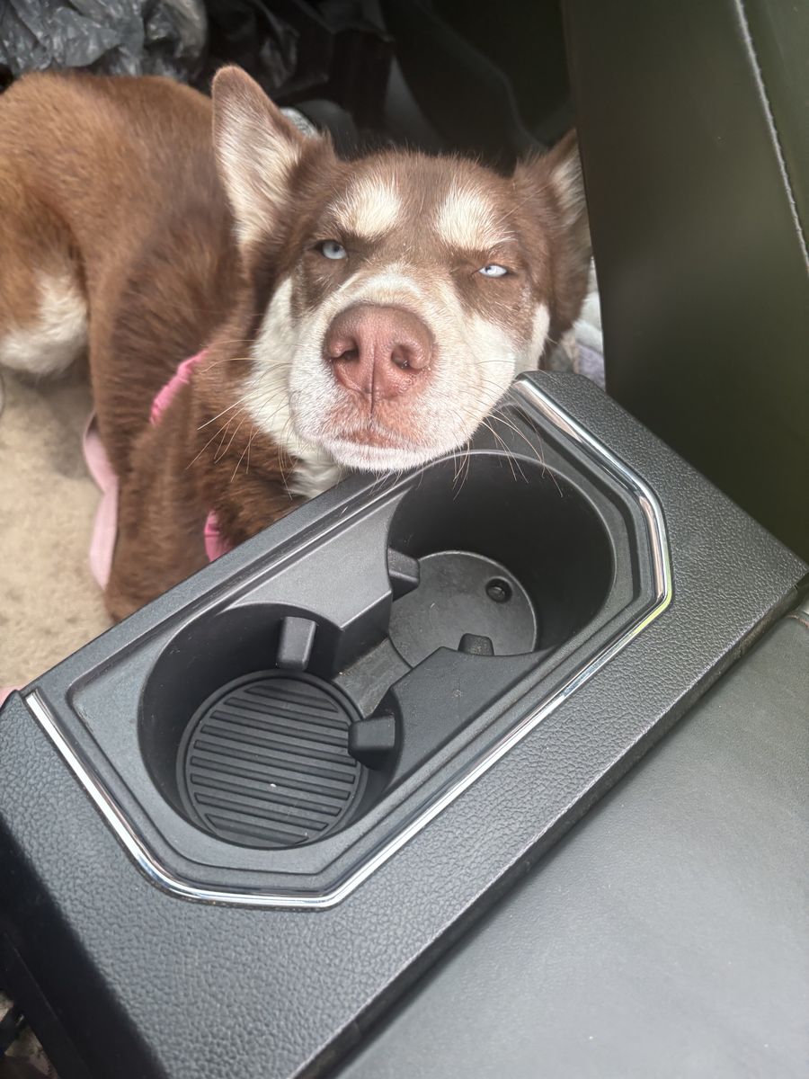 Rehome siberian Husky